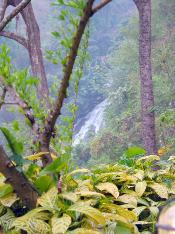 Falls through some trees